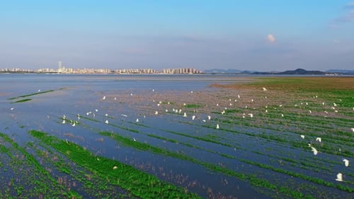 Close up of great egret ,the common egret fishing in the shallow lagoon of the bird sanctuary