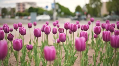 Pink Tulips in a Flowerbed in the City