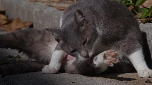 A Domestic Cat Cleaning Itself.