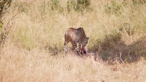 A cheetah settles down in the shade to eat her kill, a small gazelle.