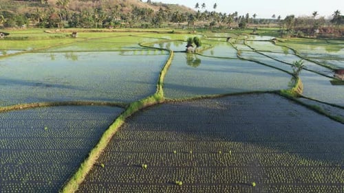 young rice field view frome above