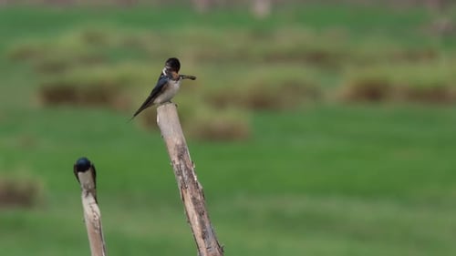 Rauchschwalbe, Hirundo rustica, Pak Pli, Nakhon Nayok, Thailand; zwei Individuen auf ihren eigenen Sitzstangen