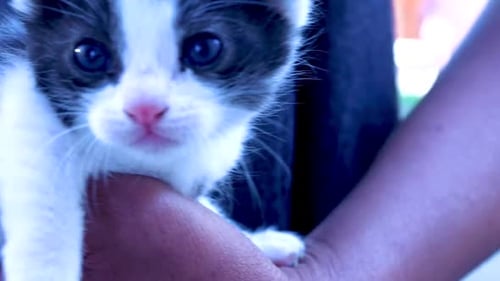 Eine Nahaufnahme eines neugierigen Kätzchens, das in einer Hand gehalten wird und sich beim Miauen umschaut