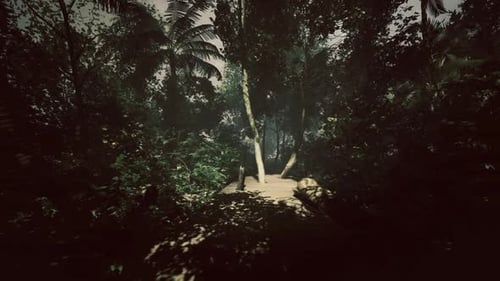 Dark Jungle Path Forward Motion Graphic