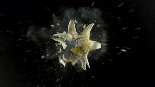 Yellow Lily Flower Exploding in Super , with Phantom Flex