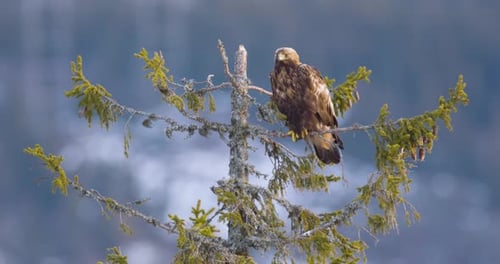 Golden Eagle Perched on a Tree in a Beautiful Winter Landscape of Telemark Norway