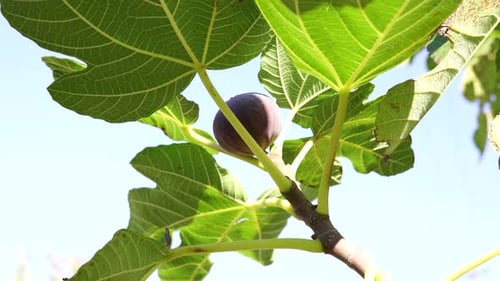 Handpflücken einer köstlichen Feige vom Ast mit hellblauem Himmelshintergrund, Herbsternte in der Villa