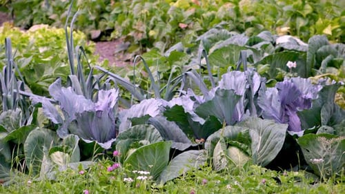 A vegetable garden with ripe vegetables