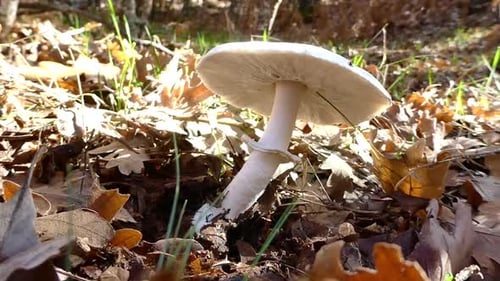 Close-up video showcasing wild mushrooms growing in a natural forest environment during autumn.