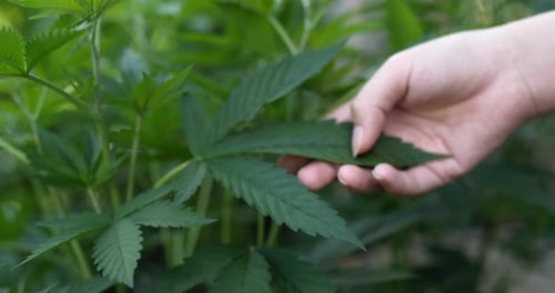 Hand Touching Green Plant Leaves Gently