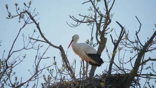 Storks in a natural environment, perched in a tree, in their nest,