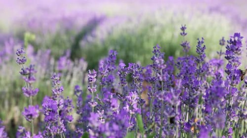 Lavender Field With Bees On Flower - wide