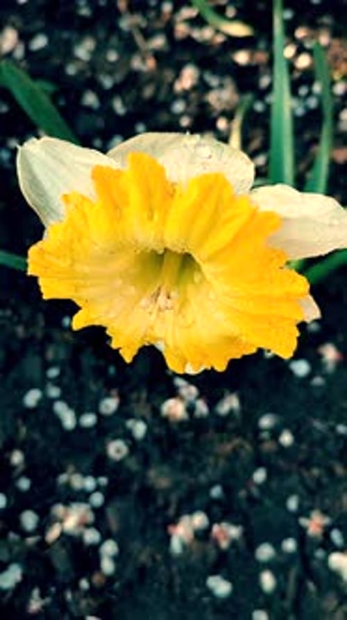 Close Up of Spring Daffodil Flower with Water Droplets