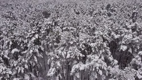 4k. Aerial picturesque frozen forest with snow covered spruce and pine trees. Top view flyover winte
