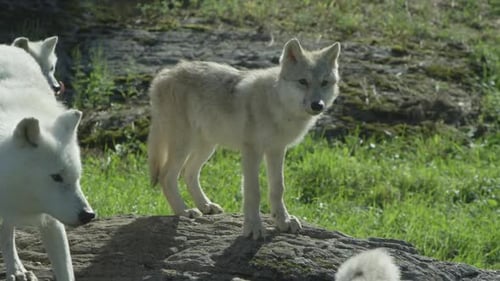 Canadian Wildlife - Arctic wolf puppy on summer tundra
