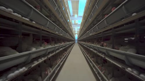 Hens in cages industrial farm 4K