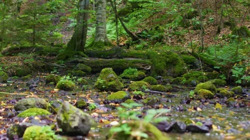 Shallow Stream On Forest - 2K
