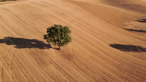 A Solitary Tree Standing Alone in a Vast Expansive Field Landscape of Natures Beauty