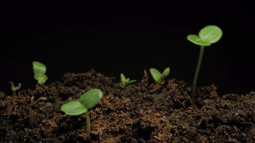 Growing seeds rising from soil time lapse 4k footage.