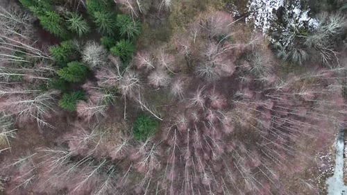 mysterious birch forest view from above