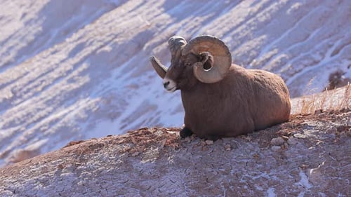 Wild Bighorn Sheep in Badlands National Park