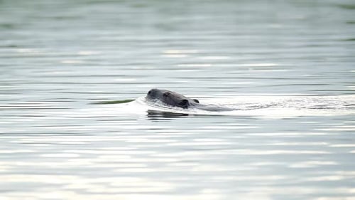 Beaver (Castor fiber)