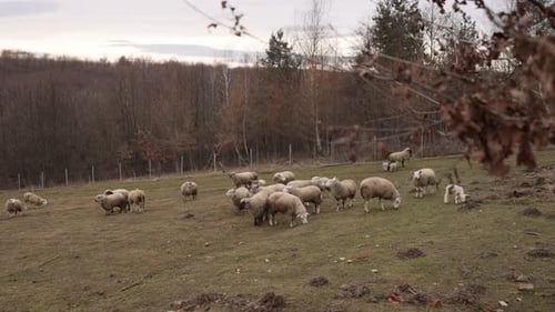 Flock of Sheep Grazing in Grassy Field