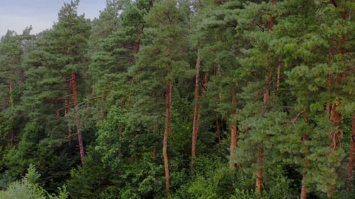 Green forest. Pine trees in woodland. Trees pattern.