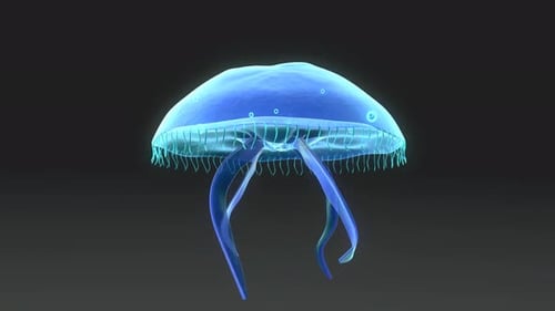 Translucent Blue Jellyfish Swimming Loop Animation