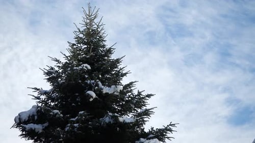 Schmelzender Schnee, der von einer Kiefer vor bewölktem Himmel fällt. Schöner Weihnachtsbaum im Winter. Frühling I