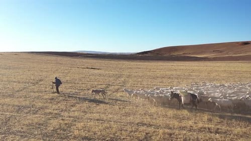Rebaño de ovejas A con pastor caminando por la montaña durante el soleado día 2
