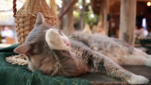 Vista de perto de um gato com pêlo cinza se lambendo