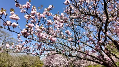 Cherry blossoms blooming under sunny spring sky