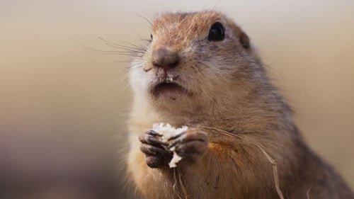 Funny Fluffy Gopher Eat Eating Bread Little Ground Squirrel or Little Suslik Spermophilus Pygmaeus