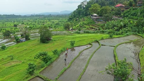 Balinese farmers planting rice in green terraced paddy fields