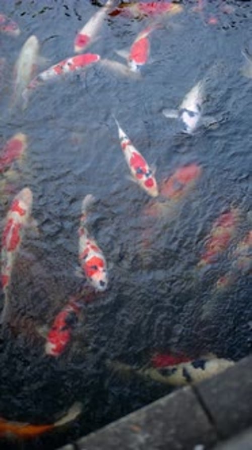 Mehrere Koi-Fische schwimmen im Innenhof des Senso-ji-Tempels in Asakusa, Japan. Vertikal