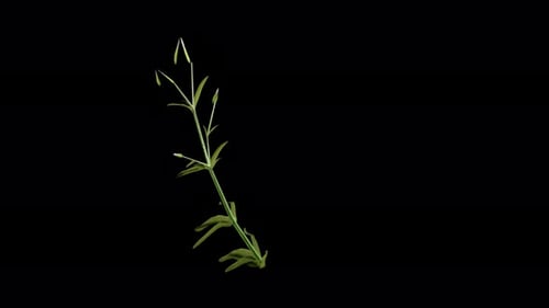 Cerastium Arvense Flower tree Swaying In Autumn And Winter Wind, Realistic Animation