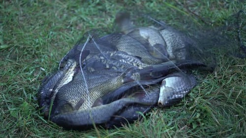Peixes de carpa capturados por um pescador estão em uma gaiola de pesca no chão