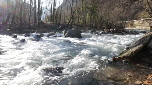 river flow in the forest