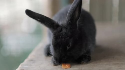 Black Long Ear Rabbit Chewing Carrot Slice Feeding Farm Bunny on Nature in Cage
