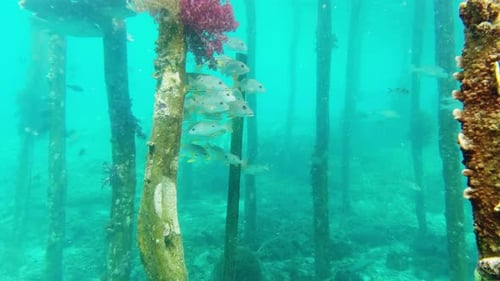 Fish, coral reefs and swimming in seaweed, underwater and wildlife or habitat, aquatic and tropical