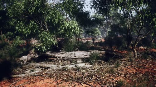Exploring an Australian Eucalyptus Forest with Red Earth