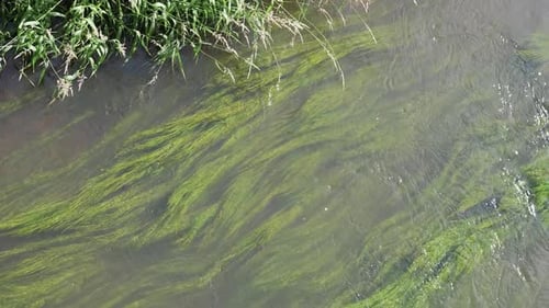 Green Planet River Algen bewegen sich sanft im fließenden Wasser des Flusses, ein natürliches Phänomen Flora