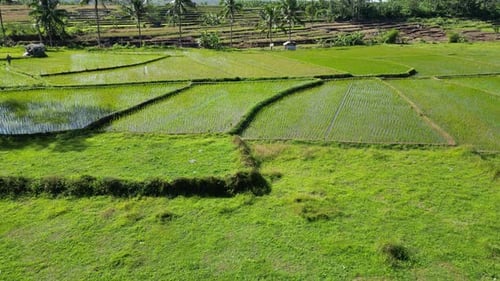 Luftaufnahme des Reisfeldes in Purwokerto