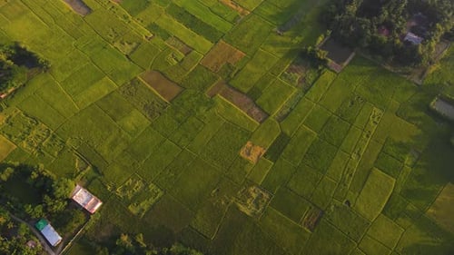 Aerial footage of green farmland with paddy fields, creating a beautiful pattern and texture under s