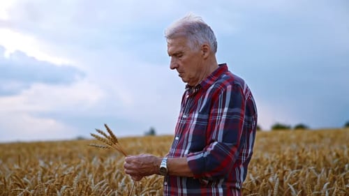 Man Stands in Golden Wheat Field