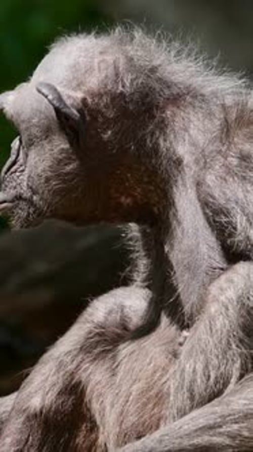 Portrait of a Chimpanzee