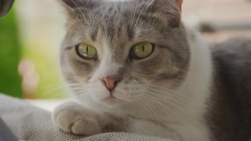 Close Up of a Domestic Cat Gaze at Camera Outside in the Garden