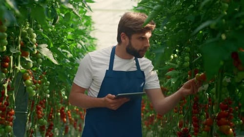 Farmer with tablet checking tomato plants in greenhouse