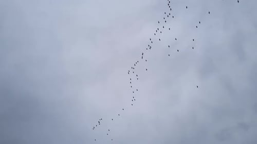 Birds Fly Together in Large Formation